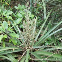 Bromelia pinguin L.